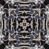 Kaleidoscope #1159